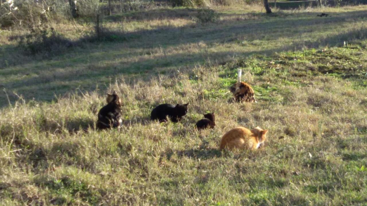 Monolocale Di Meo Daire Suvereto Dış mekan fotoğraf
