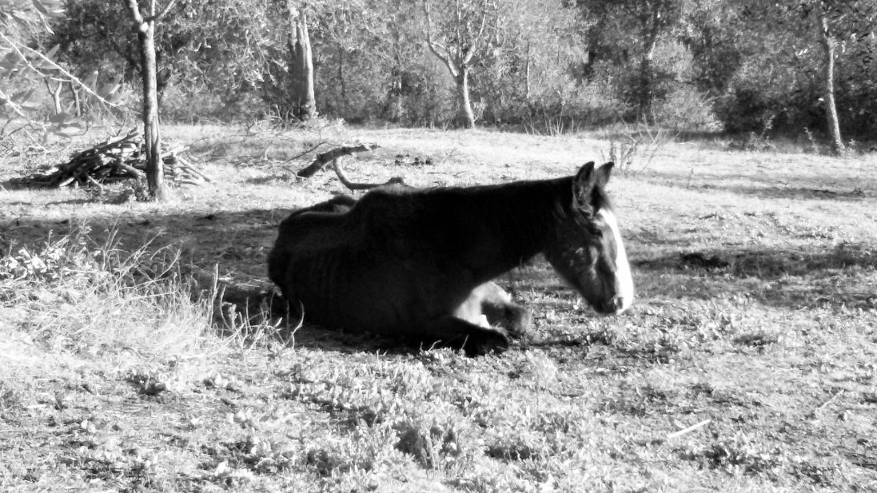 Monolocale Di Meo Daire Suvereto Dış mekan fotoğraf