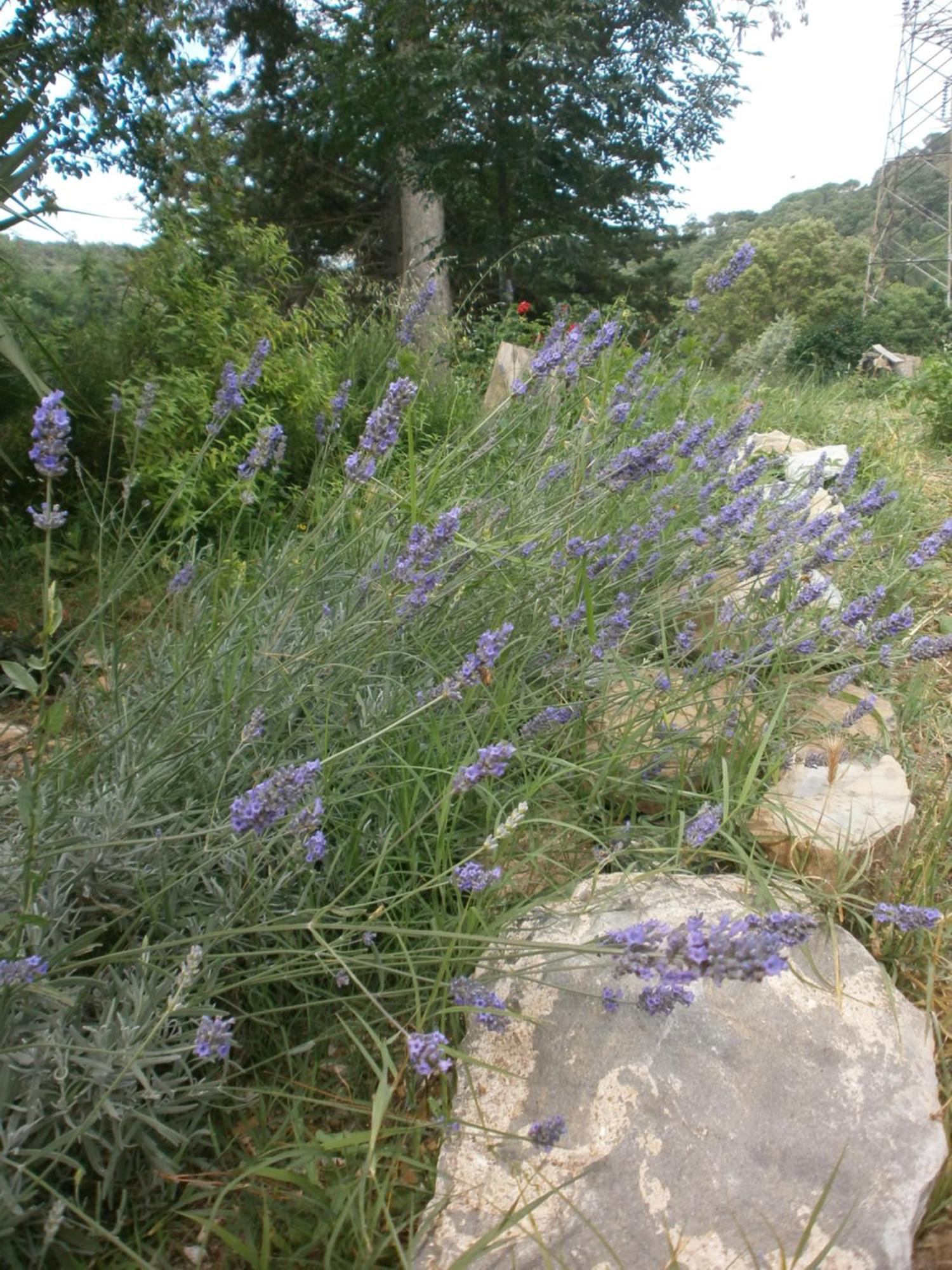 Monolocale Di Meo Daire Suvereto Dış mekan fotoğraf