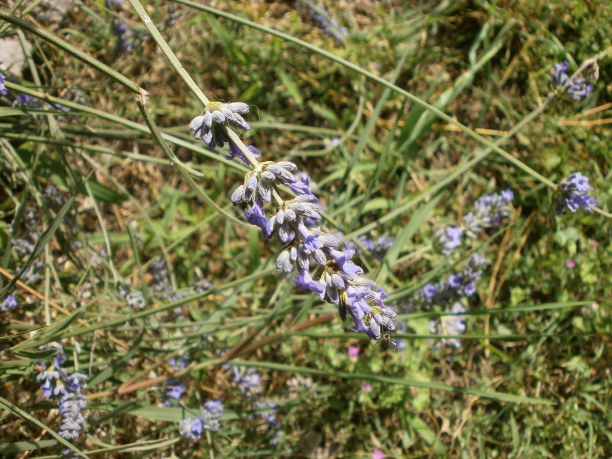 Monolocale Di Meo Daire Suvereto Dış mekan fotoğraf